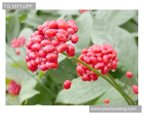 太阳神与安阳人参的较量：自然力量与神秘药材的巅峰对决